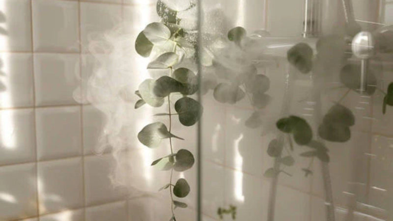 L'eucalyptus dans la douche : un remède naturel contre la congestion nasale en hiver, avec de la vapeur.